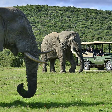 Shamwari Game Reserve Port Elizabeth Ngoại thất bức ảnh