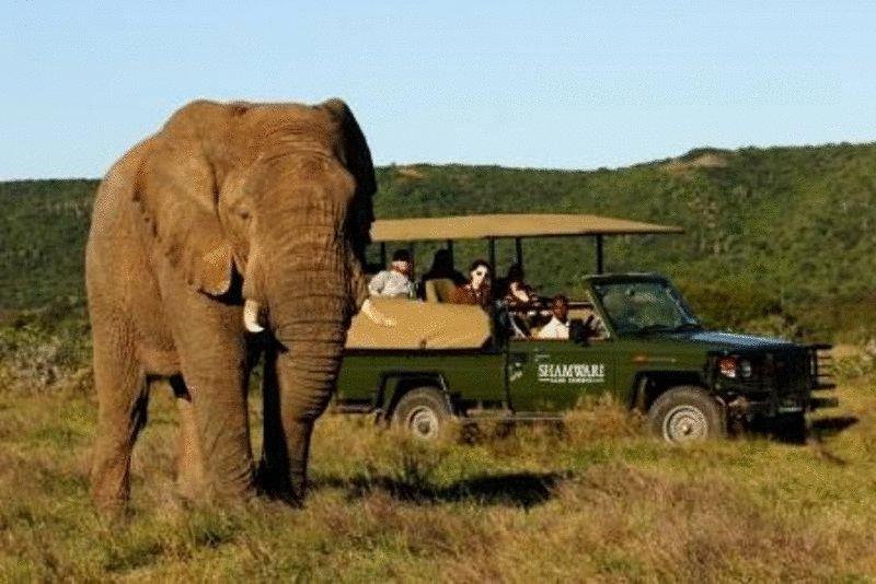 Shamwari Game Reserve Port Elizabeth Ngoại thất bức ảnh